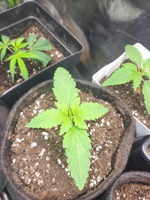 OG Kush huba seed bank 2. run back up. Week 2 - 💚🌱