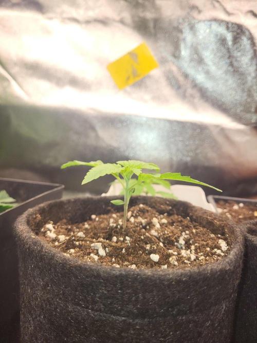 OG Kush huba seed bank 2. run back up. Week 2 - 👀