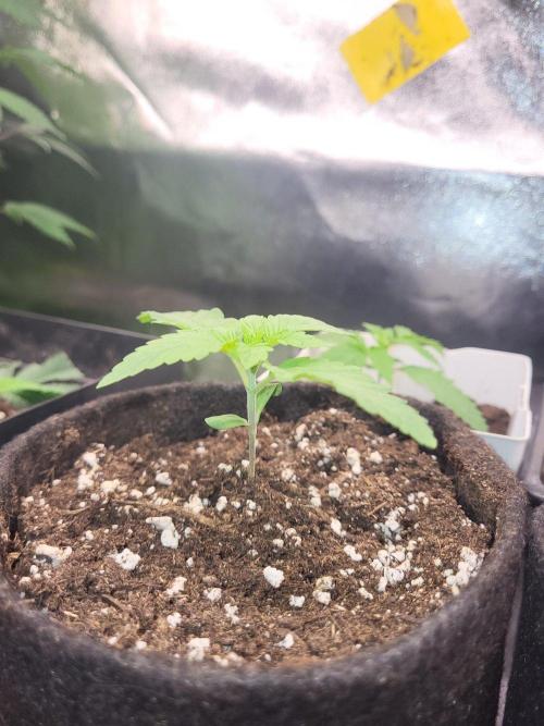 OG Kush huba seed bank 2. run back up. Week 2 - 👀