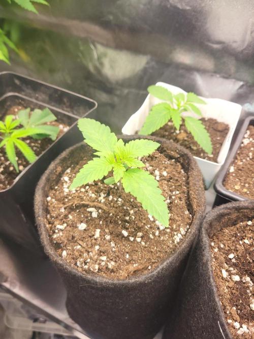OG Kush huba seed bank 2. run back up. Week 2 - Sie wntwickelt sich prächtig
