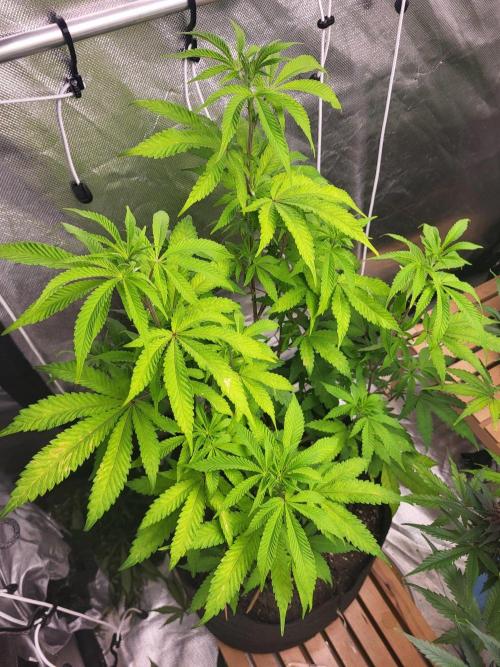 Jelly Donutz. Week 6