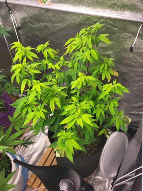 Jelly Donutz. Week 6