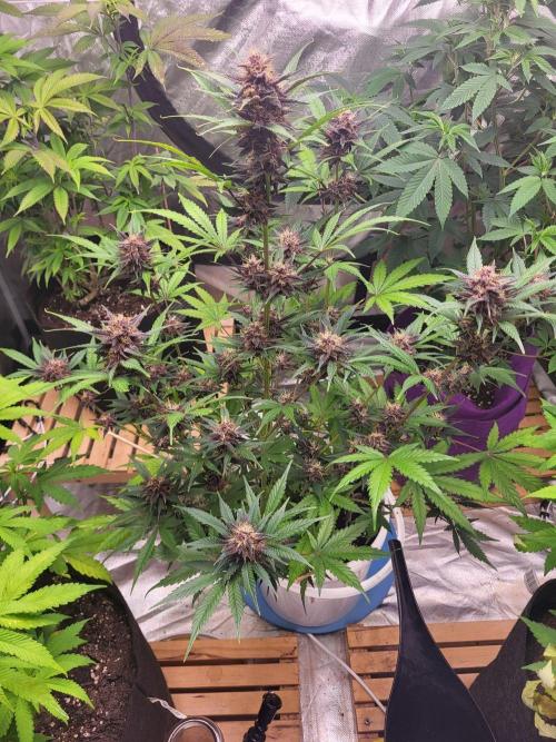 Purple Lemonade Auto. Week 9