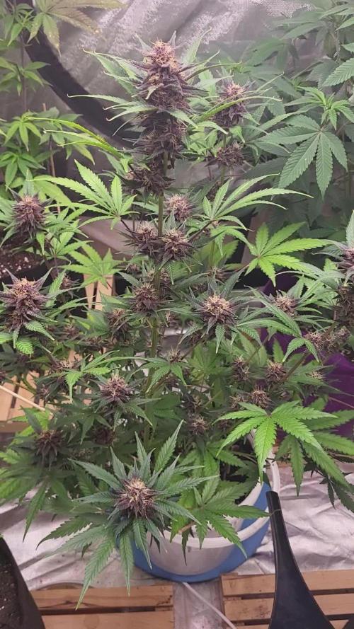 Fast buds purple lemonade Auto