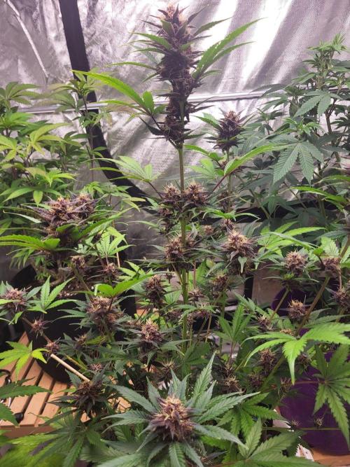 Purple Lemonade Auto. Week 9