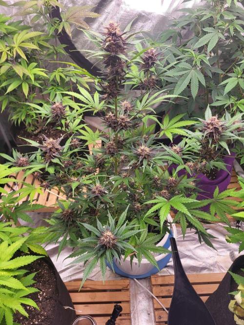 Fast buds purple lemonade Auto. Week 9 - Sie macht sich prächtig