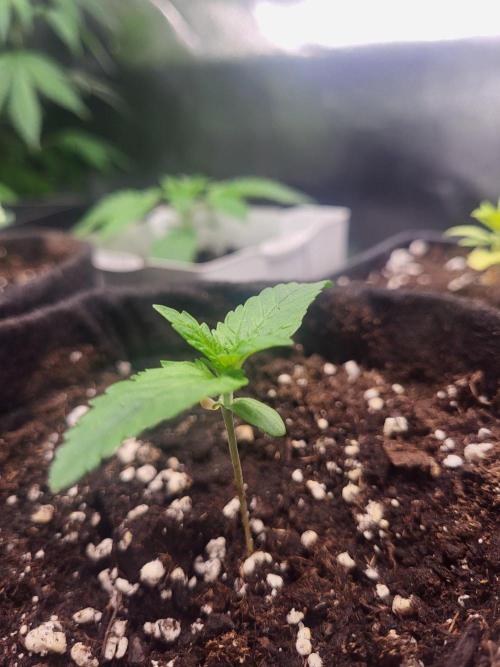Great White Kush Huba Seed Bank. Week 2 - 💚