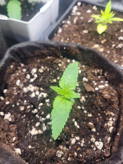 Great White Kush Huba Seed Bank. Week 2 - 💚