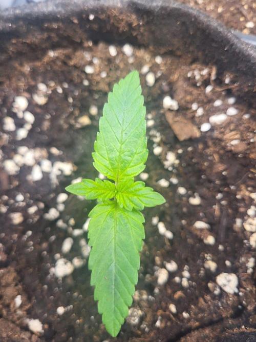 Great White Kush Huba Seed Bank. Week 2 - 💚