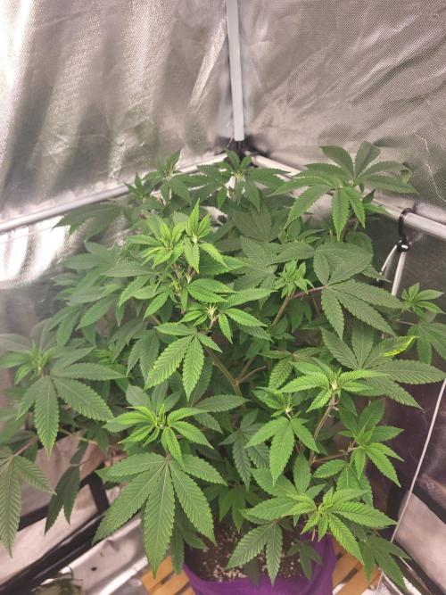Jelly Donutz Humbold clone vom clone. Week 6 - Sieht echt super aus ,schönes Grün, gute Struktur, 