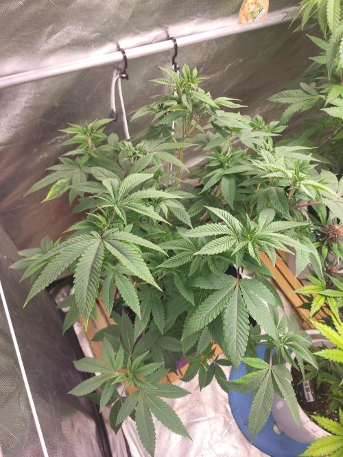 Jelly Donutz Humbold clone vom clone. Week 6 - Nice lady