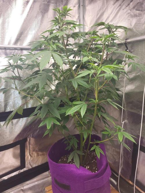 Jelly Donutz Humbold clone vom clone. Week 6 - 💚🌱