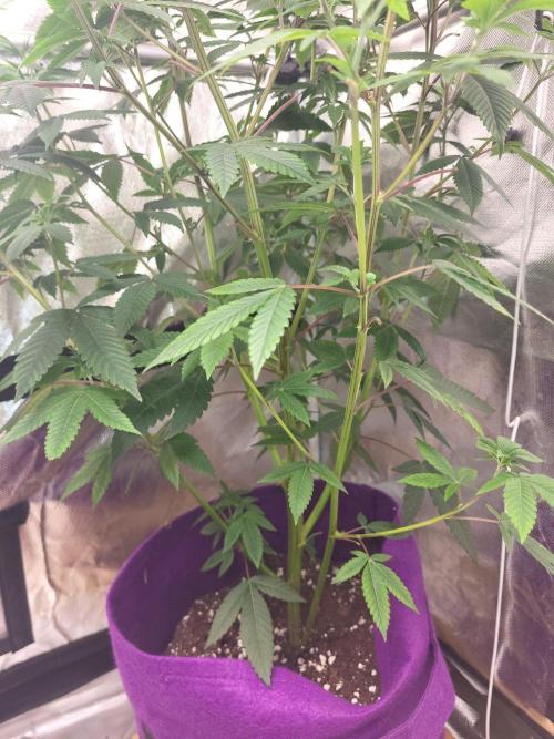 Jelly Donutz Humbold clone vom clone. Week 6 - 💚💚💚💚