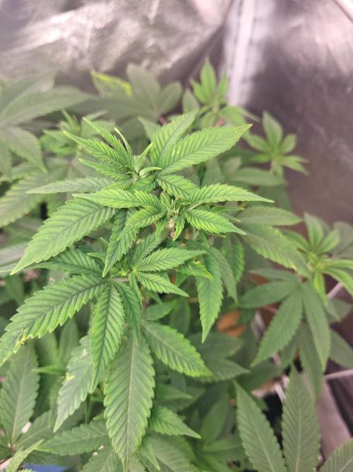 Jelly Donutz Humbold clone vom clone. Week 6 - Ist das fimming??