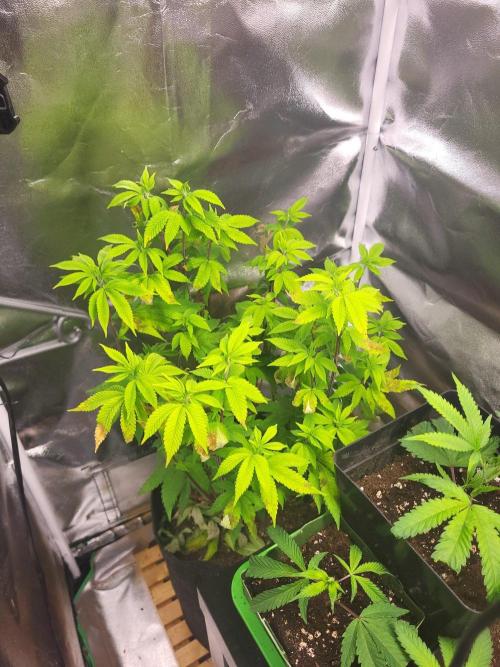 Jelly Donutz. Week 7