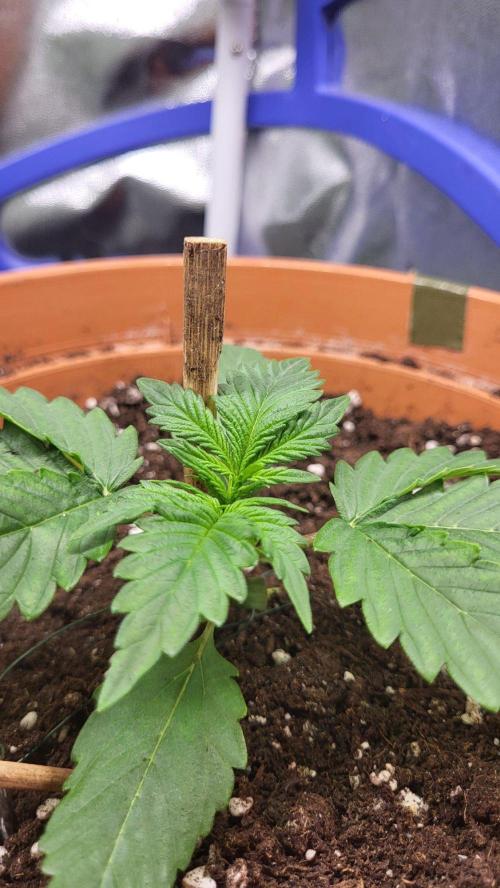 Gelato Auto fast buds. Week 3 - 🌱💚