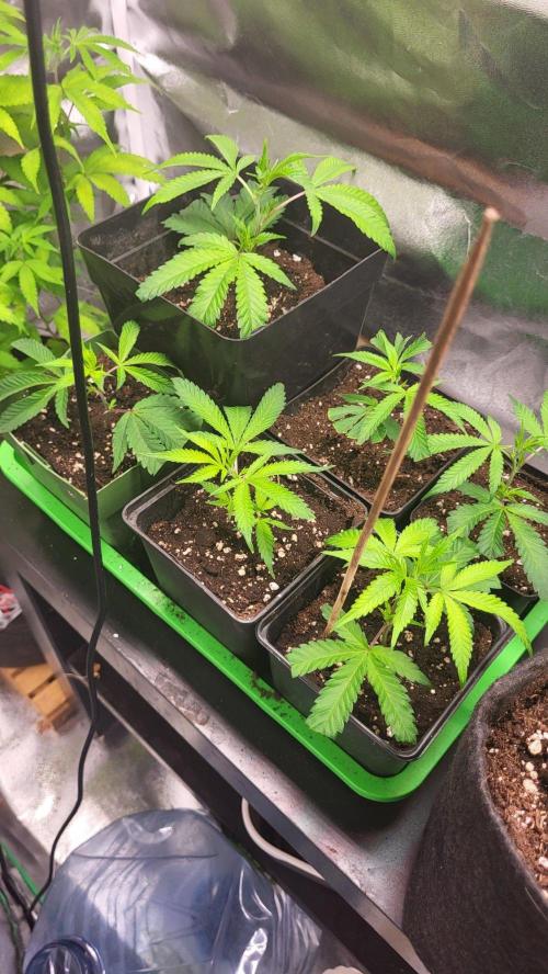 Jelly Donutz. Week 2