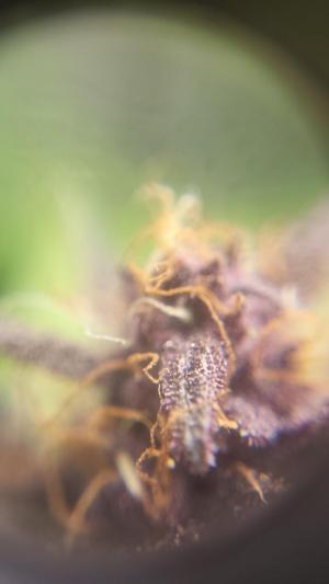 Comment by Growmigos photo #4