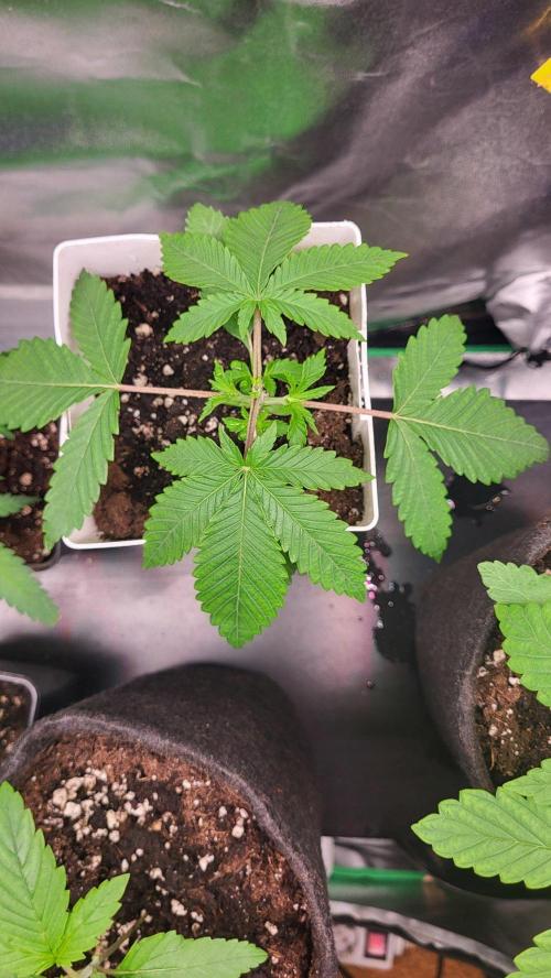 be cherry: Mystery Mary jane Berlin  26". Week 3 - Getoppt🌱💚