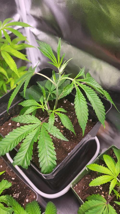 Jelly Donutz clone v clone. Week 2 - Gute farbe