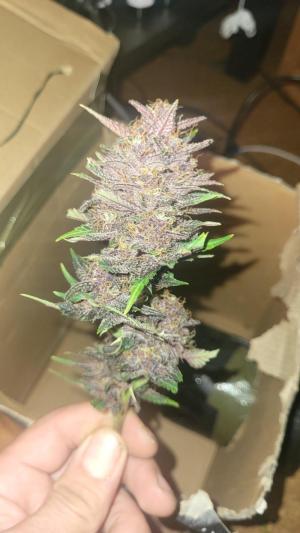 Comment by Growmigos photo #1