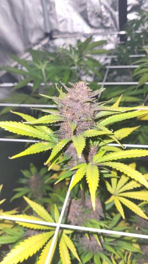 Comment by Growmigos photo #3