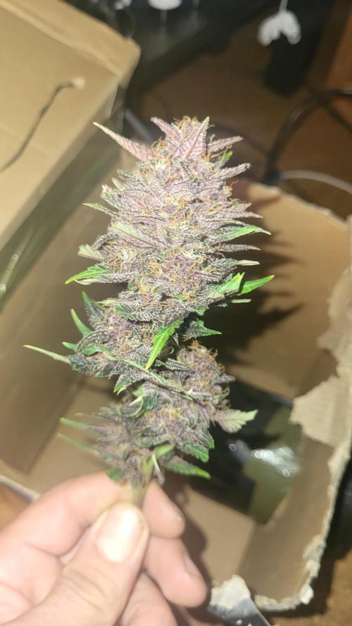 Purple Lemonade Auto. Week 10