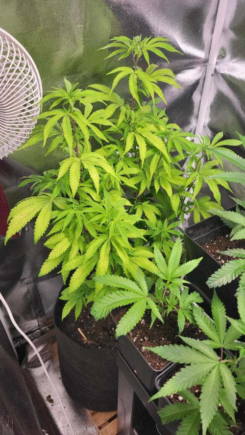 Jelly Donutz. Week 7
