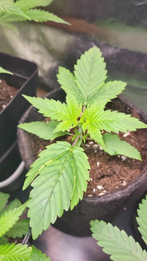 Great White Kush Huba Seed Bank. Week 3 - Macht Ihrem Namen alle Ehre 