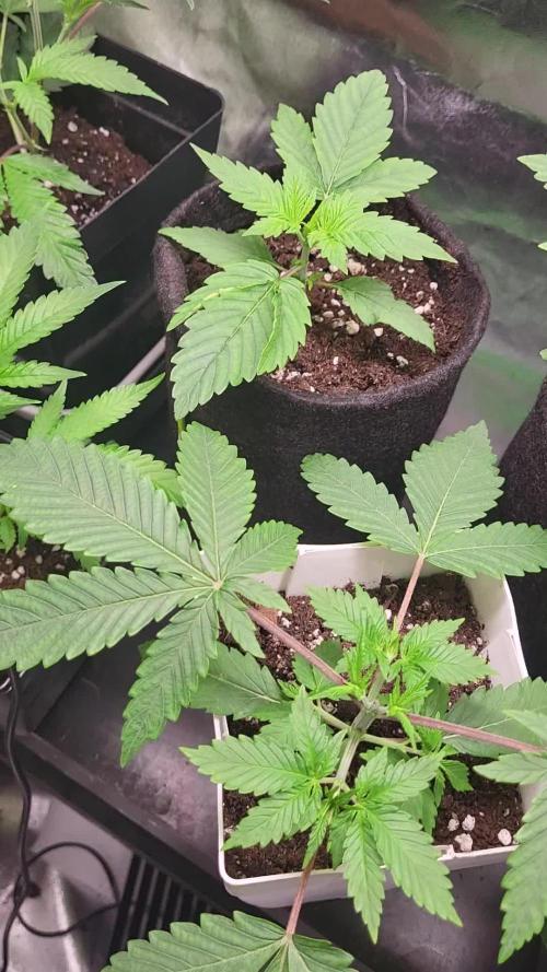 Great White Kush Huba Seed Bank