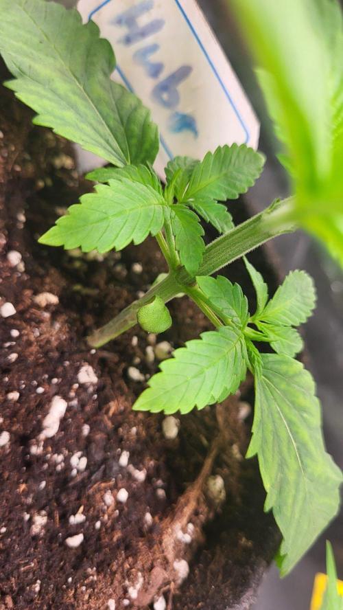 OG Kush huba seed bank 2. run back up. Week 3 - Stabil🌱🌱💚💚