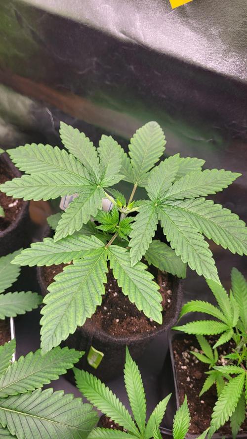 OG Kush huba seed bank 2. run back up. Week 3 - WoW🌱🌱💚💚