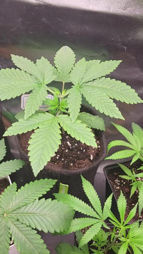 OG Kush huba seed bank 2. run back up