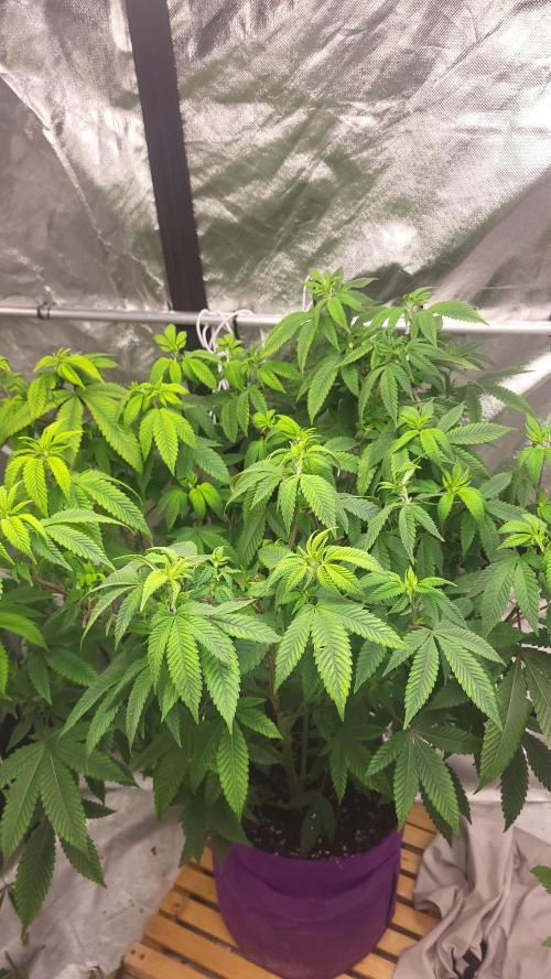 Jelly Donutz. Week 7