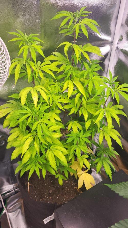 Jelly Donutz. Week 8