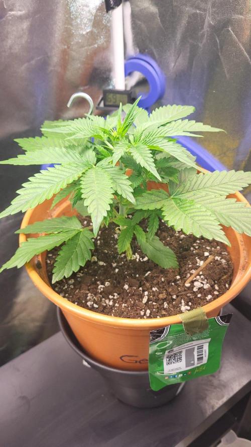Gelato Auto fast buds. Week 4 - 💚🌱