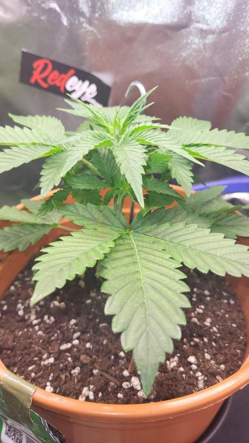 Gelato Auto fast buds. Week 4 - Schön aufgebaut