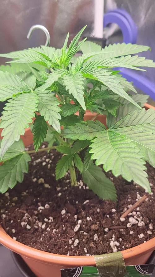 Gelato Auto fast buds