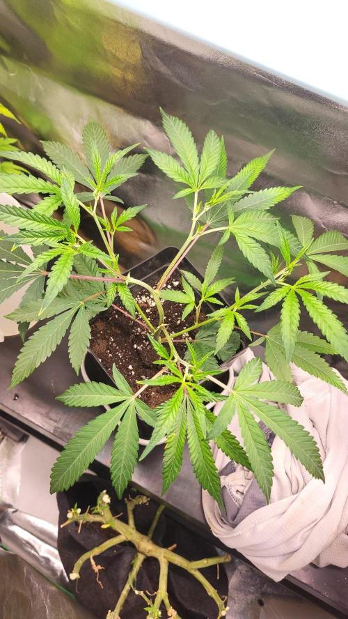 Jelly Donutz clone v clone. Week 4 - Gute Struktur für ein schönes mainlining 