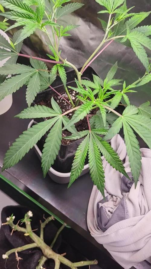 Jelly Donutz clone v clone