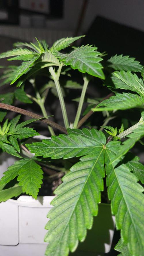 be cherry: Mystery Mary jane Berlin  26". Week 4 - 🌱💚