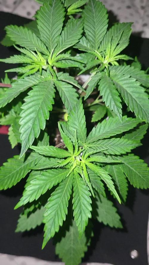 be cherry: Mystery Mary jane Berlin  26"