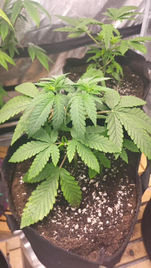 OG Kush huba seed bank 2. run back up. Week 4 - 💚🌱