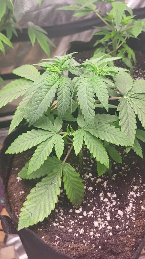 OG Kush huba seed bank 2. run back up