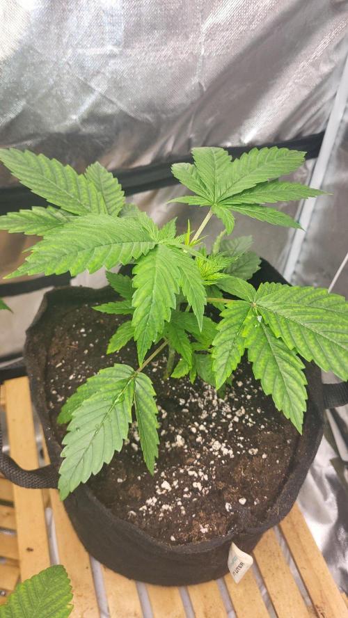 Great White Kush Huba Seed Bank. Week 4