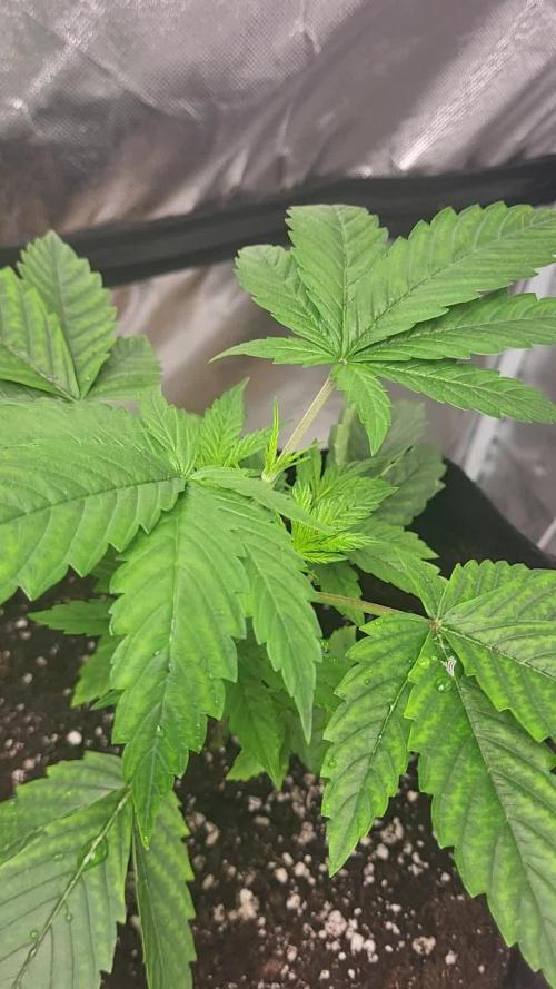 Great White Kush Huba Seed Bank