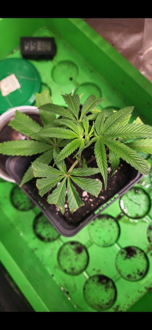 Grape Milchshake Gastown Genetics. Week 1 - Habe sie in topf gesetzt und mit wurzel complex leicht 💚🌱angegossen
