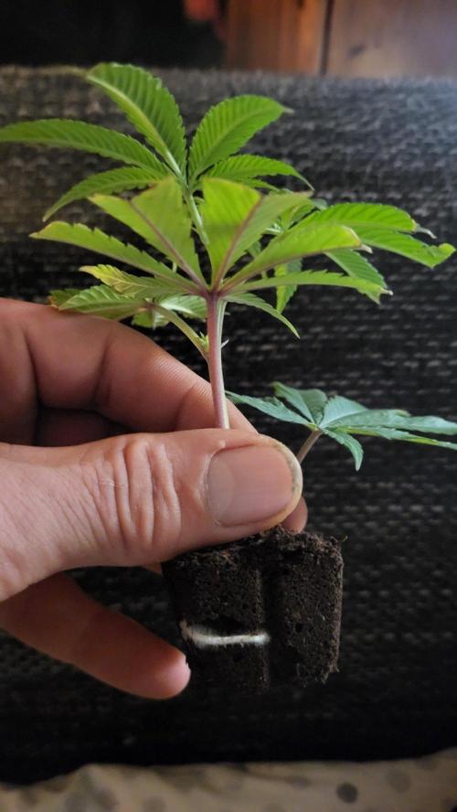Grape Milchshake Gastown Genetics. Week 1 - Super nach knapp 14 Tagen wurzelt sie🌱