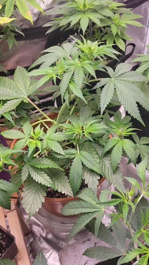 Gelato Auto fast buds