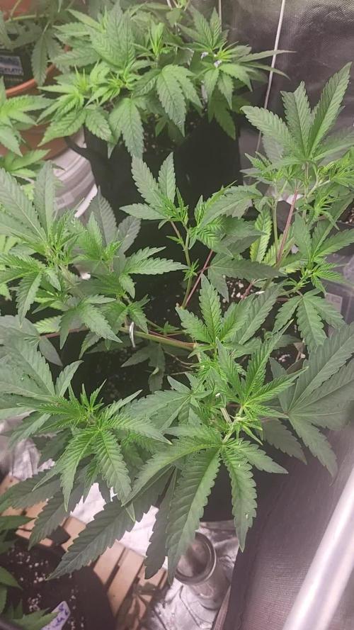 Jelly Donutz clone v clone